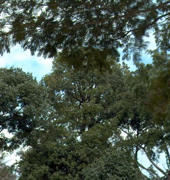 tree photo