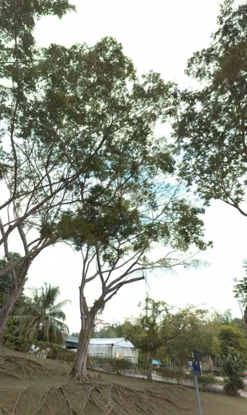 tree photo