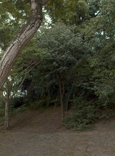 tree photo
