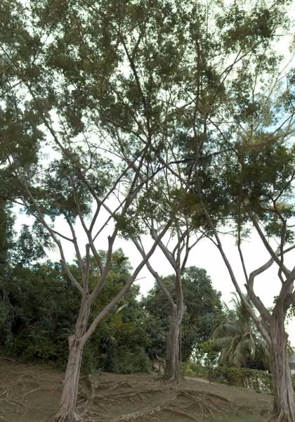 tree photo