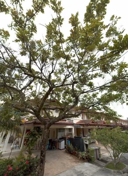tree photo