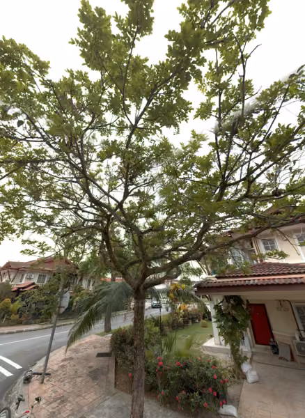tree photo
