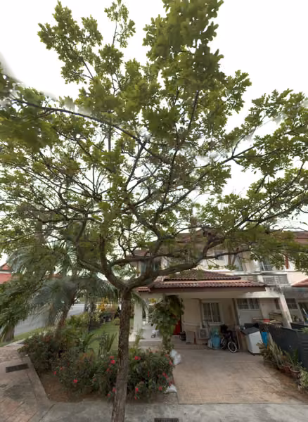 tree photo