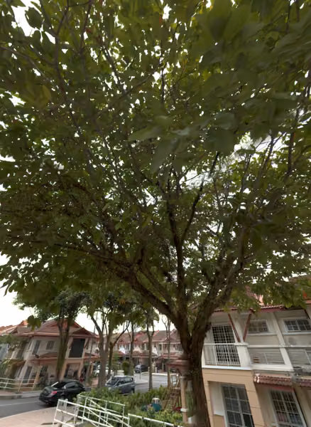 tree photo