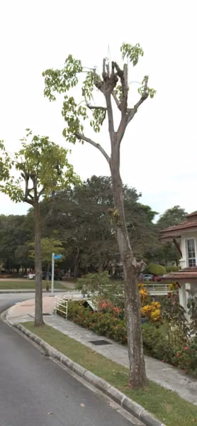 tree photo