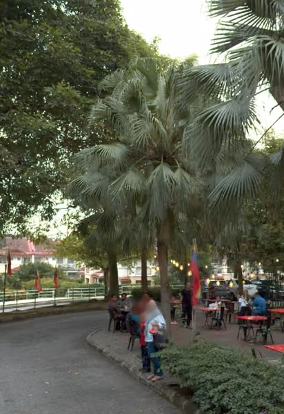 tree photo