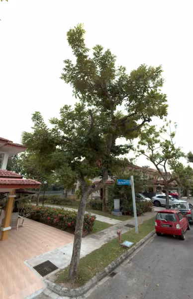 tree photo