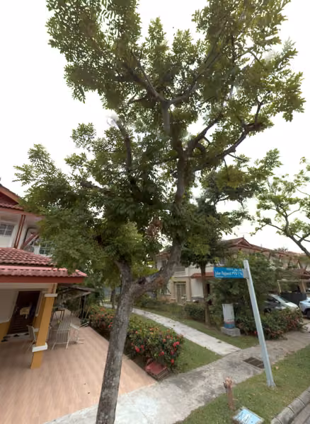 tree photo