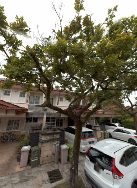 tree photo