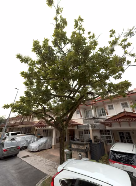 tree photo