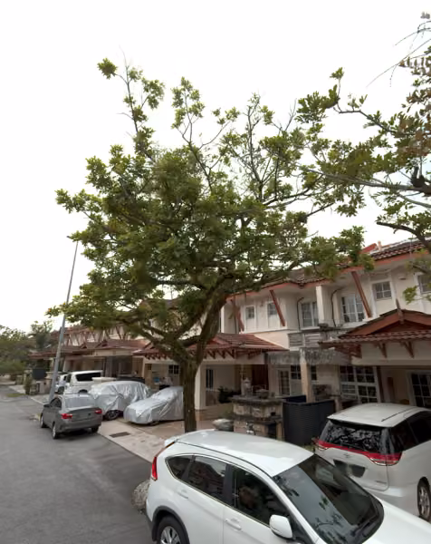 tree photo