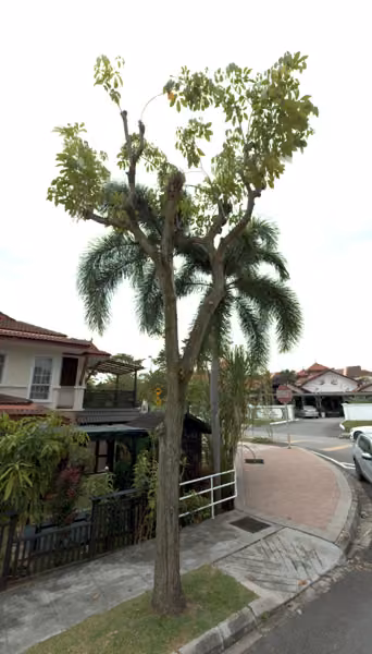 tree photo