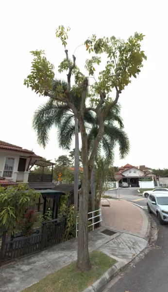 tree photo