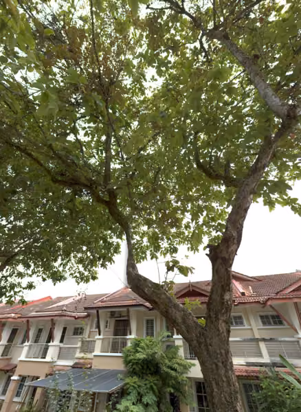 tree photo
