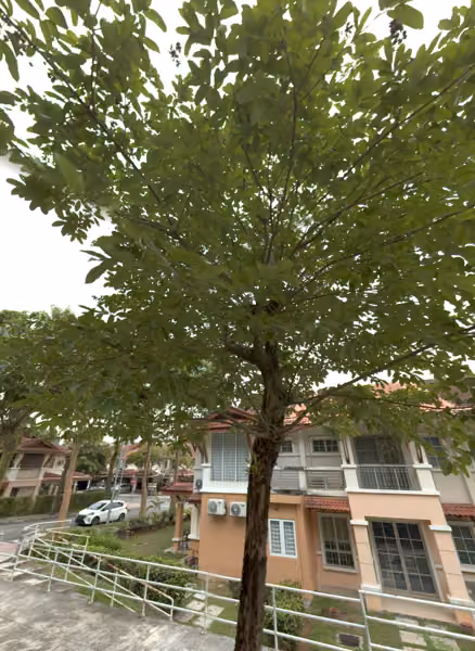 tree photo