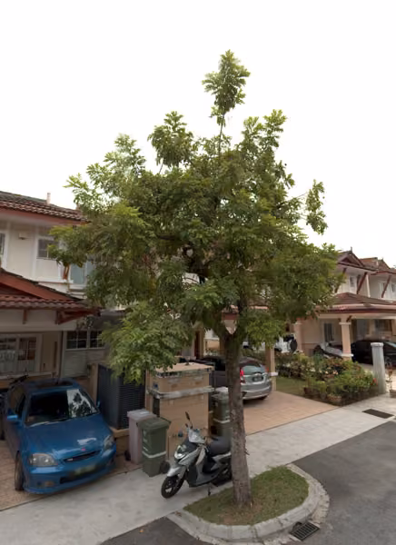 tree photo