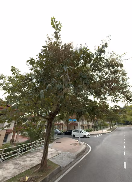 tree photo