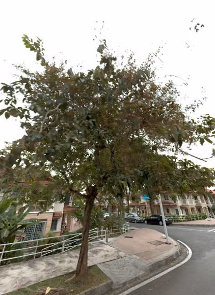 tree photo