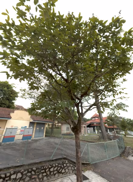tree photo