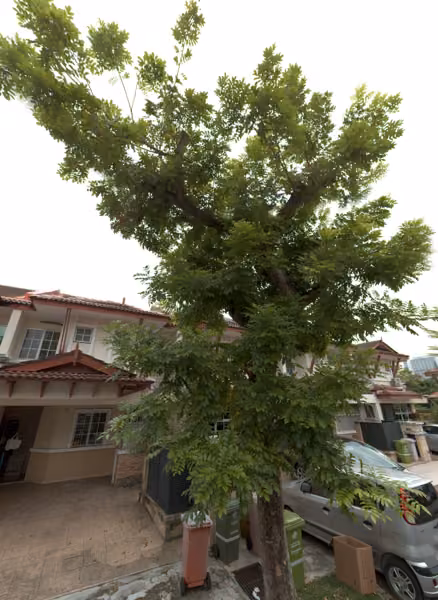 tree photo