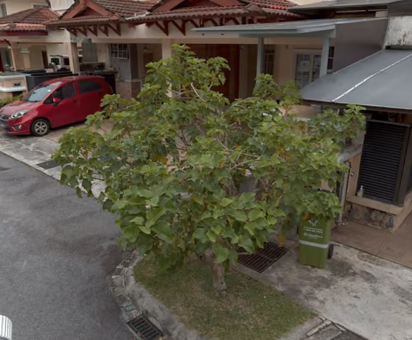 tree photo