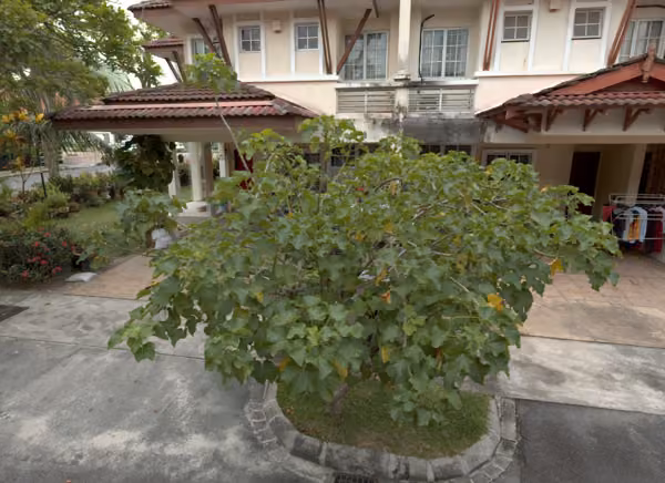 tree photo