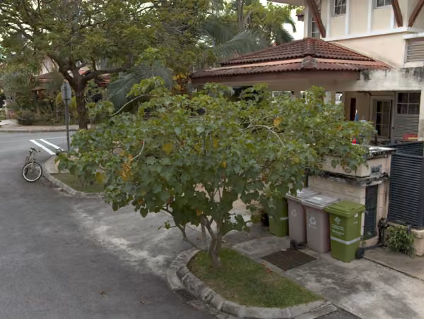 tree photo