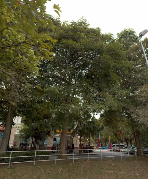 tree photo