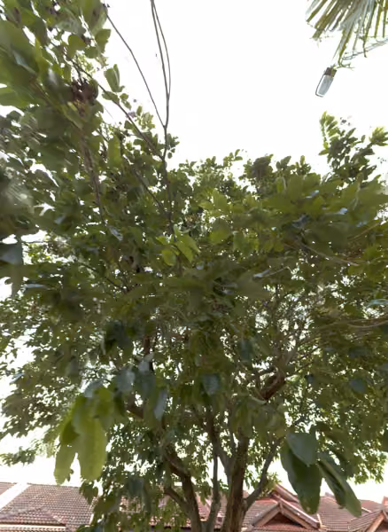 tree photo