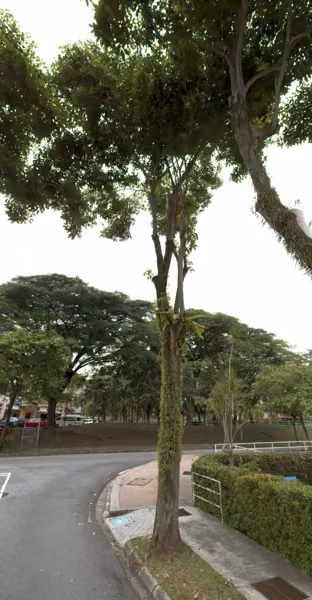 tree photo