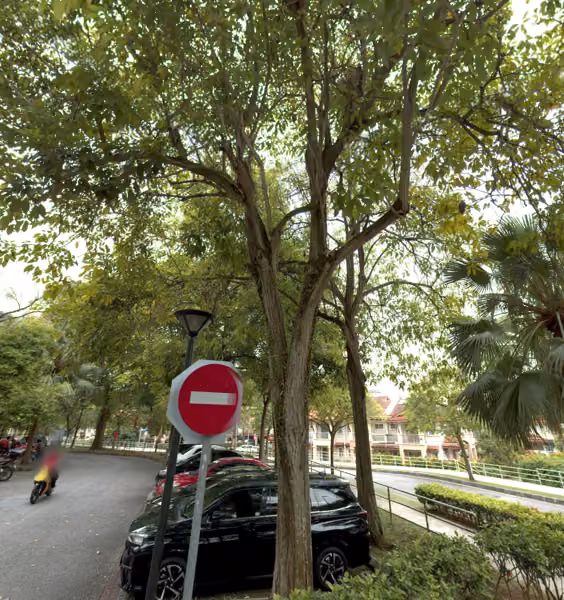 tree photo