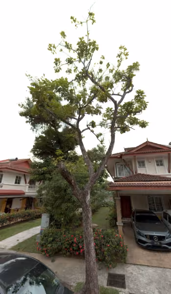 tree photo