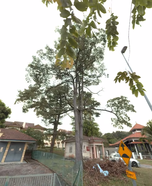 tree photo