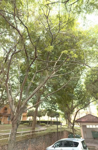 tree photo