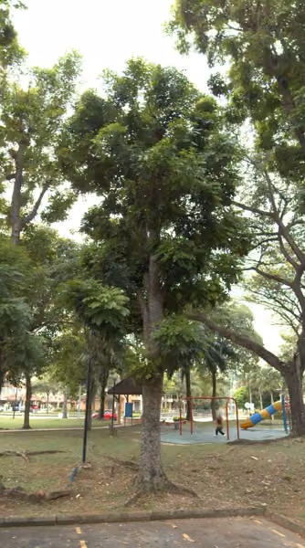 tree photo