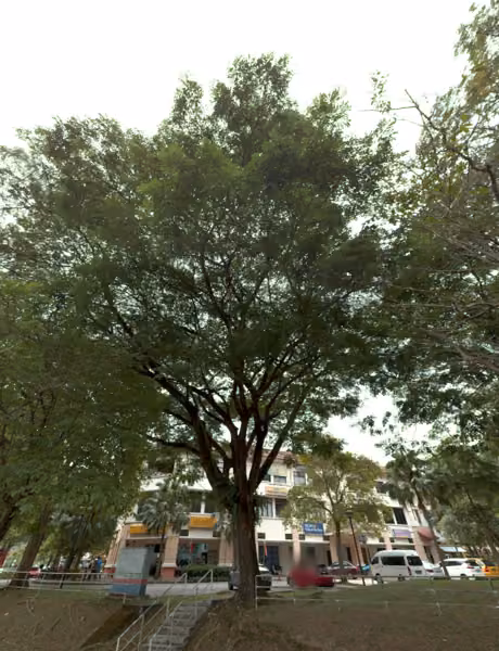 tree photo