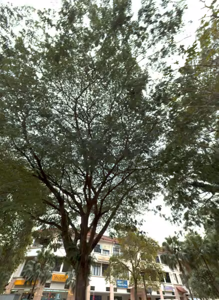 tree photo