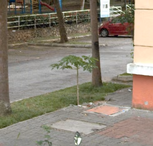 tree photo