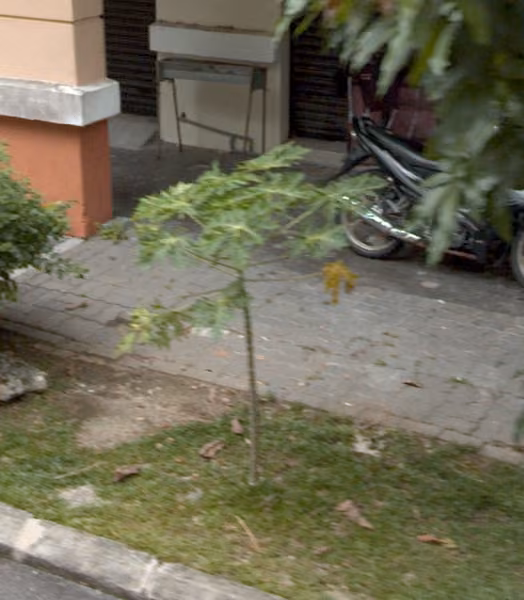tree photo