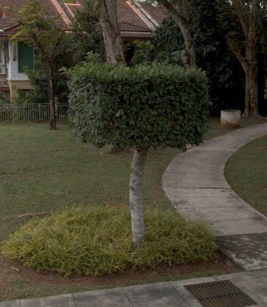 tree photo