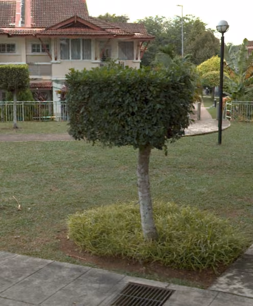 tree photo