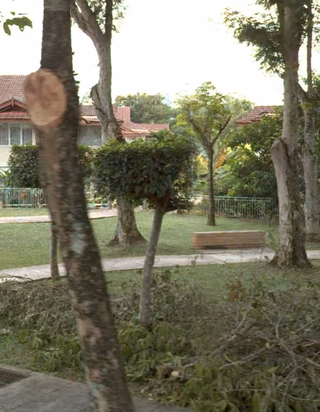 tree photo