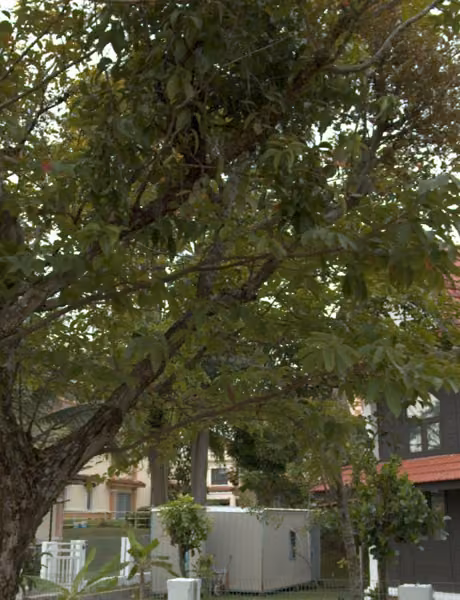 tree photo