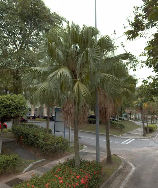 tree photo