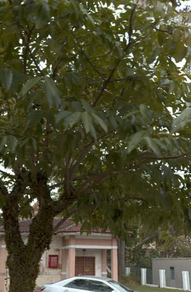 tree photo