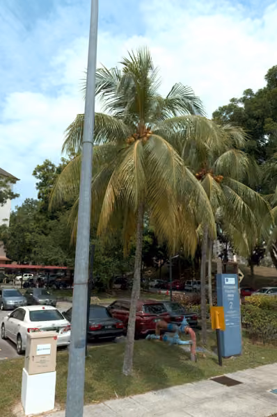 tree photo