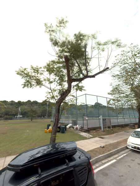 tree photo
