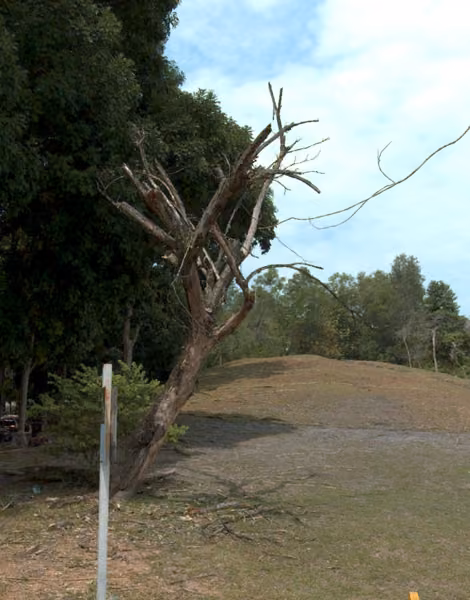 tree photo