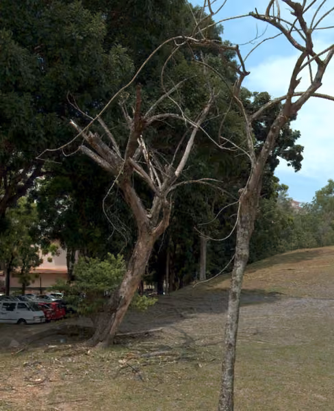tree photo