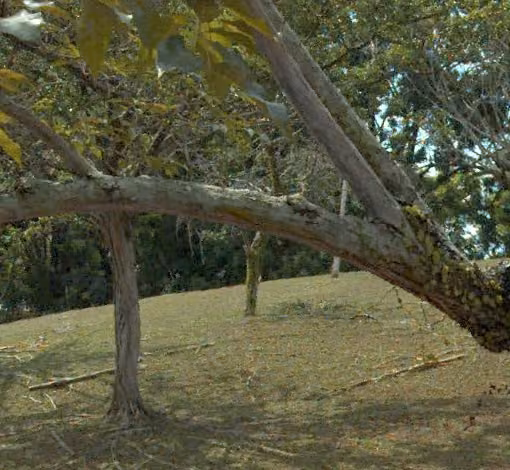tree photo